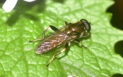 Xylota sp.